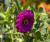 2019 09 15 LongFellowGardens 028
